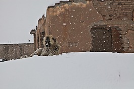 狗,冬天,雪