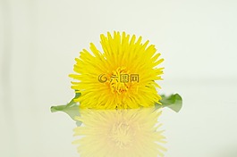 蒲公英,開(kāi)花,黃色