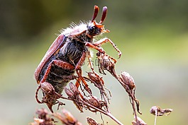 五月的bug,甲虫,动物昆虫