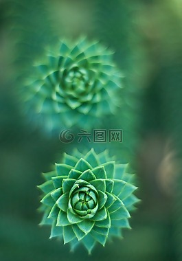 多汁,绿色,植物