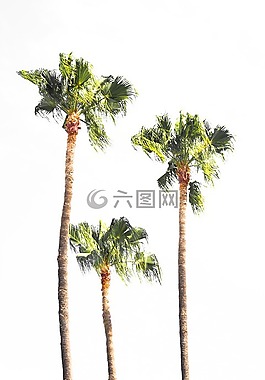 棕櫚,樹,植物