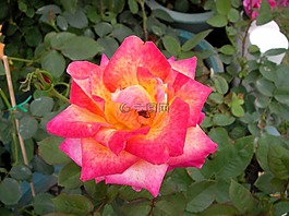 花,花園,植物