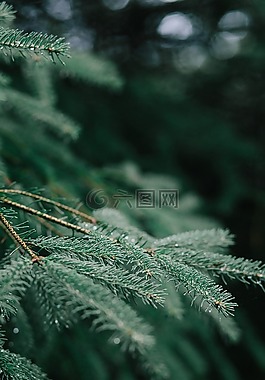 綠色,葉,植物