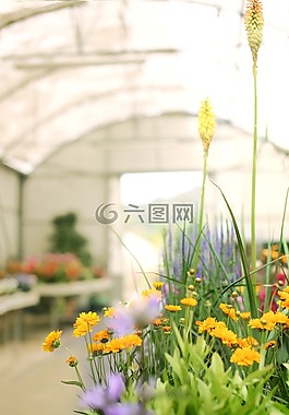 黃色,花,綠色