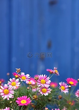 蓝色,墙,雏菊