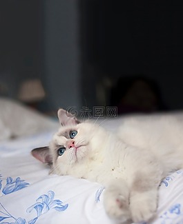貓,小貓,動物