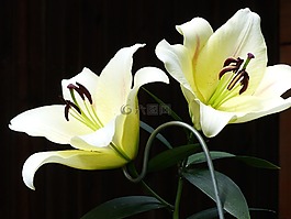 百合花,白,花園