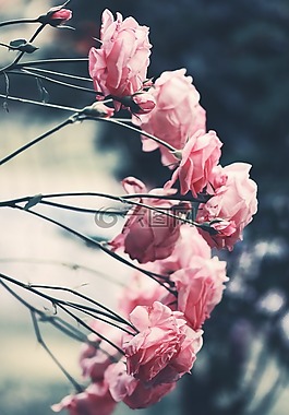 粉紅色,玫瑰,花園