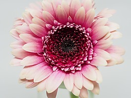 花,花瓣,自然