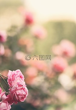 粉紅色,玫瑰,花園