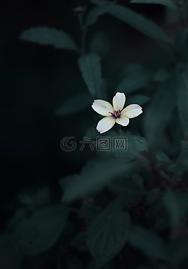 黑暗,植物,花園
