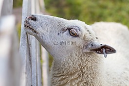 動物,羊,籬笆