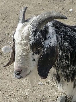 山羊,動物,白