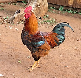 鳥類,公雞,雞