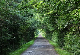樹(shù),路徑,森林