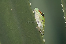 動(dòng)物,爬行動(dòng)物,壁虎