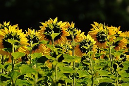 太陽花,夏季,花園