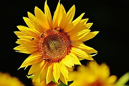 太陽花,蜜蜂,夏季