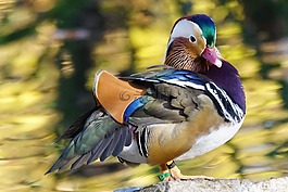 動物,鳥,鴨
