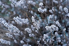 花,模糊,自然