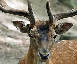 動物,性質(zhì),活