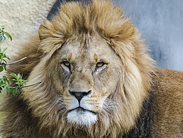 獅子,大貓,捕食者