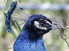 孔雀,鳥,藍(lán)色