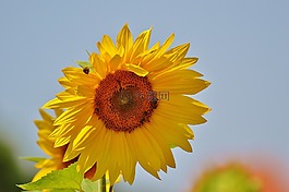 太陽花,蜜蜂,夏季