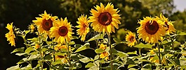 太陽花,蜜蜂,夏季