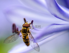 蜜蜂,昆蟲(chóng),動(dòng)物