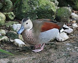 环形深青色,callenetta leucophrys,蓝纸条例草案鸭