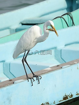 鳥,自然,野生動物