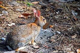 野兔,兔,動物