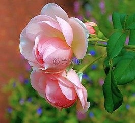 粉色玫瑰,盛開,鮮花