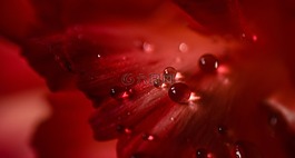 紅色,花瓣,花