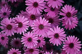 pericallis,花,植物