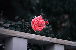 目睹,粉紅色,玫瑰