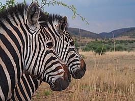 斑馬,國家公園,野生動物園