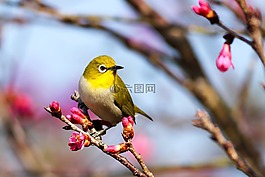 鳥,動(dòng)物,自然
