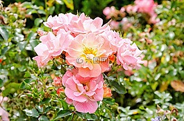 花,廠,花園