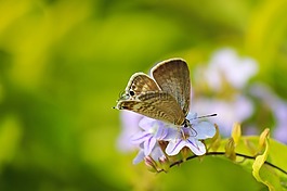 蝴蝶,花,昆蟲