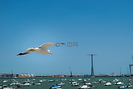 海鷗,飛行,天空