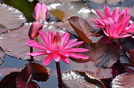 植物,開,鮮花