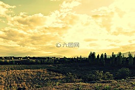 景觀,門多薩,樹
