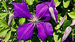 铁线莲,紫色,花瓣