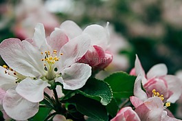 白,花瓣,花