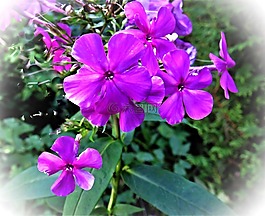 廠,花,福祿考