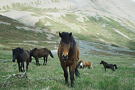 馬,動物,綠色