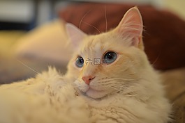猫,动物,家养