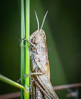 昆蟲,蚱蜢,小胡子